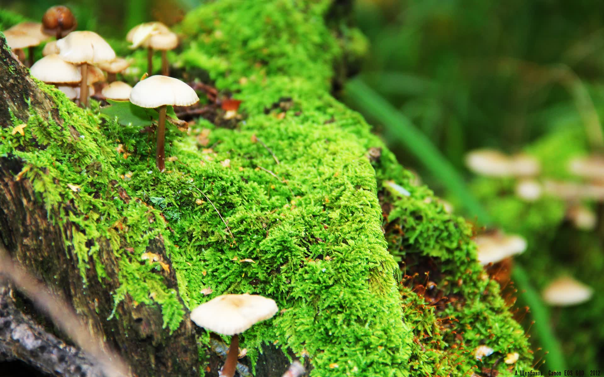 世界保龄球职业联赛新赞助方案及市场拓展白皮书,世界保龄球比赛冠军